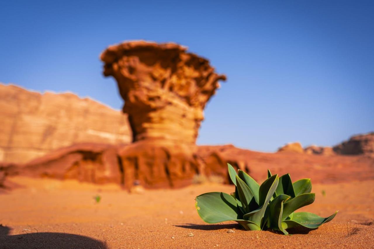 Wadi Rum Secrets Camp Zewnętrze zdjęcie